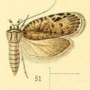 Image of Ptilobola inornatella Walsingham 1891