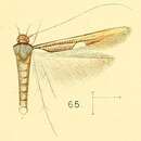 Image of Zaratha muricicoma Walsingham 1891