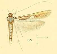 Image of Zaratha muricicoma Walsingham 1891