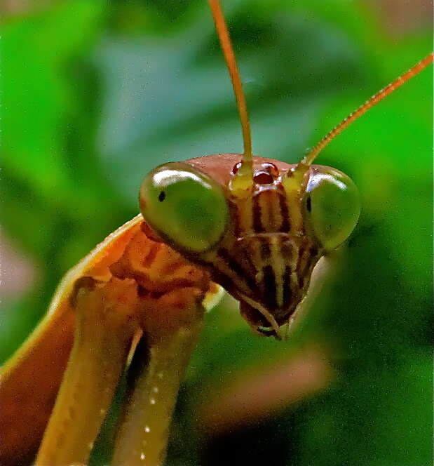 Image of Chinese mantis