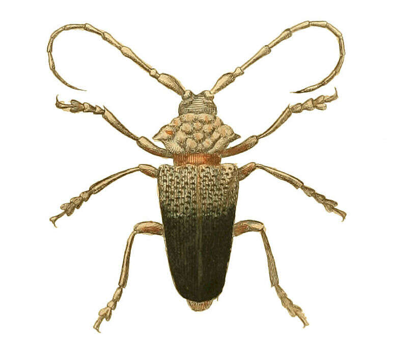 Image of Phryneta verrucosa (Drury 1773)