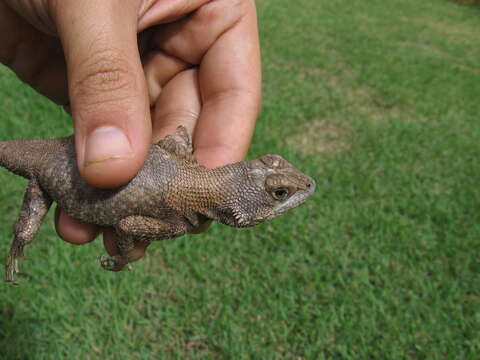 Image of Amazon Lava Lizard