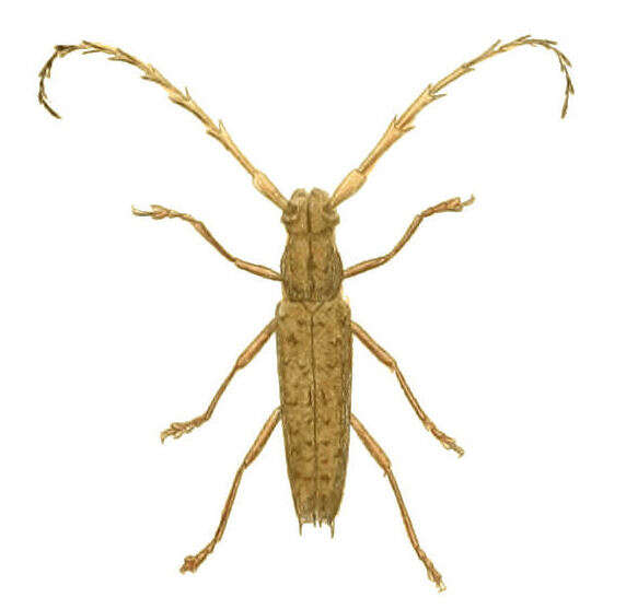 Image of Elaphidion