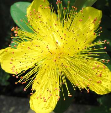 Image of Hypericum japonicum Thunb. ex Murray