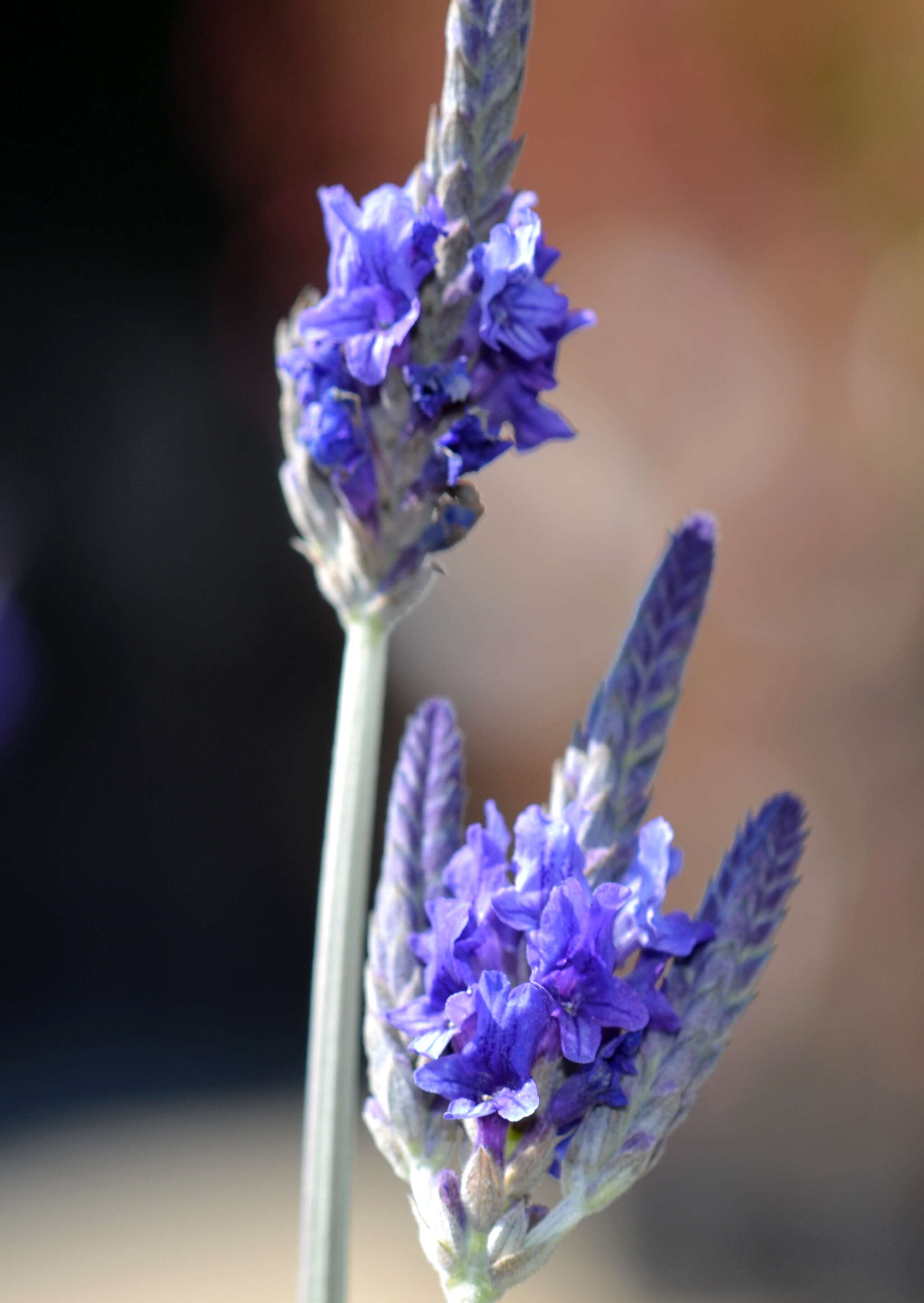 Plancia ëd Lavandula pinnata Lundmark