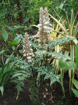 Image of Acanthus montanus (Nees) T. Anders.