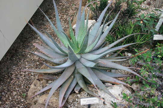 Image of Aloe globuligemma Pole-Evans