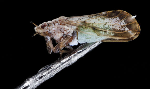 Image of Asian Citrus Psyllid