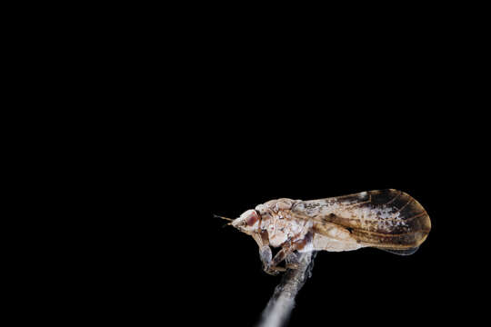 Image of Asian Citrus Psyllid