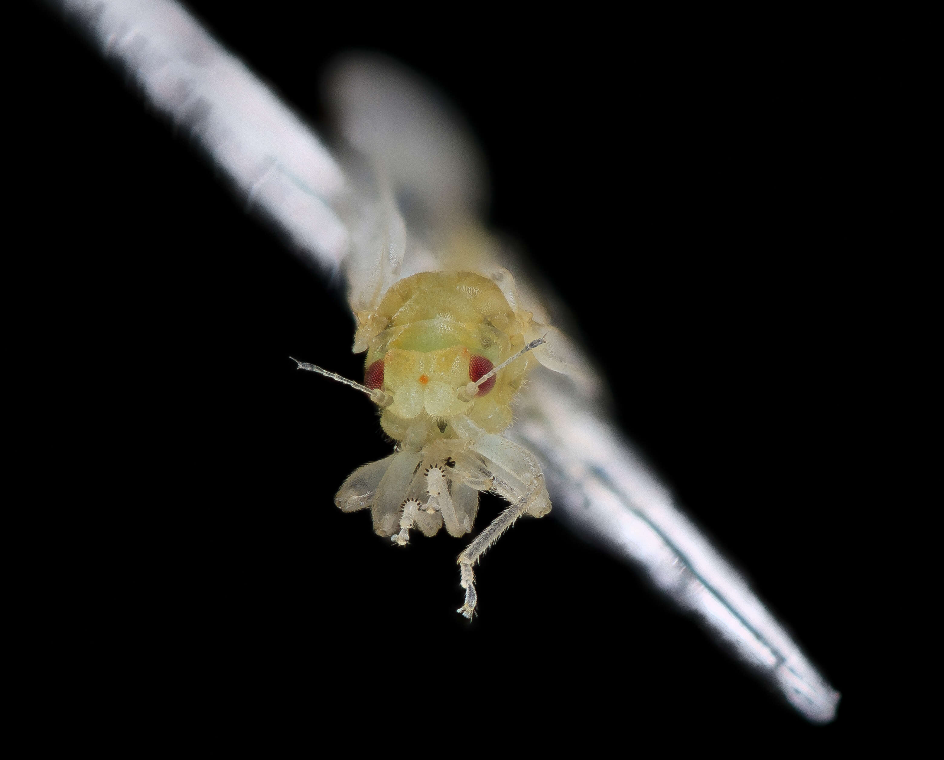 Image of Asian Citrus Psyllid