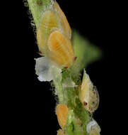 Image of Asian Citrus Psyllid