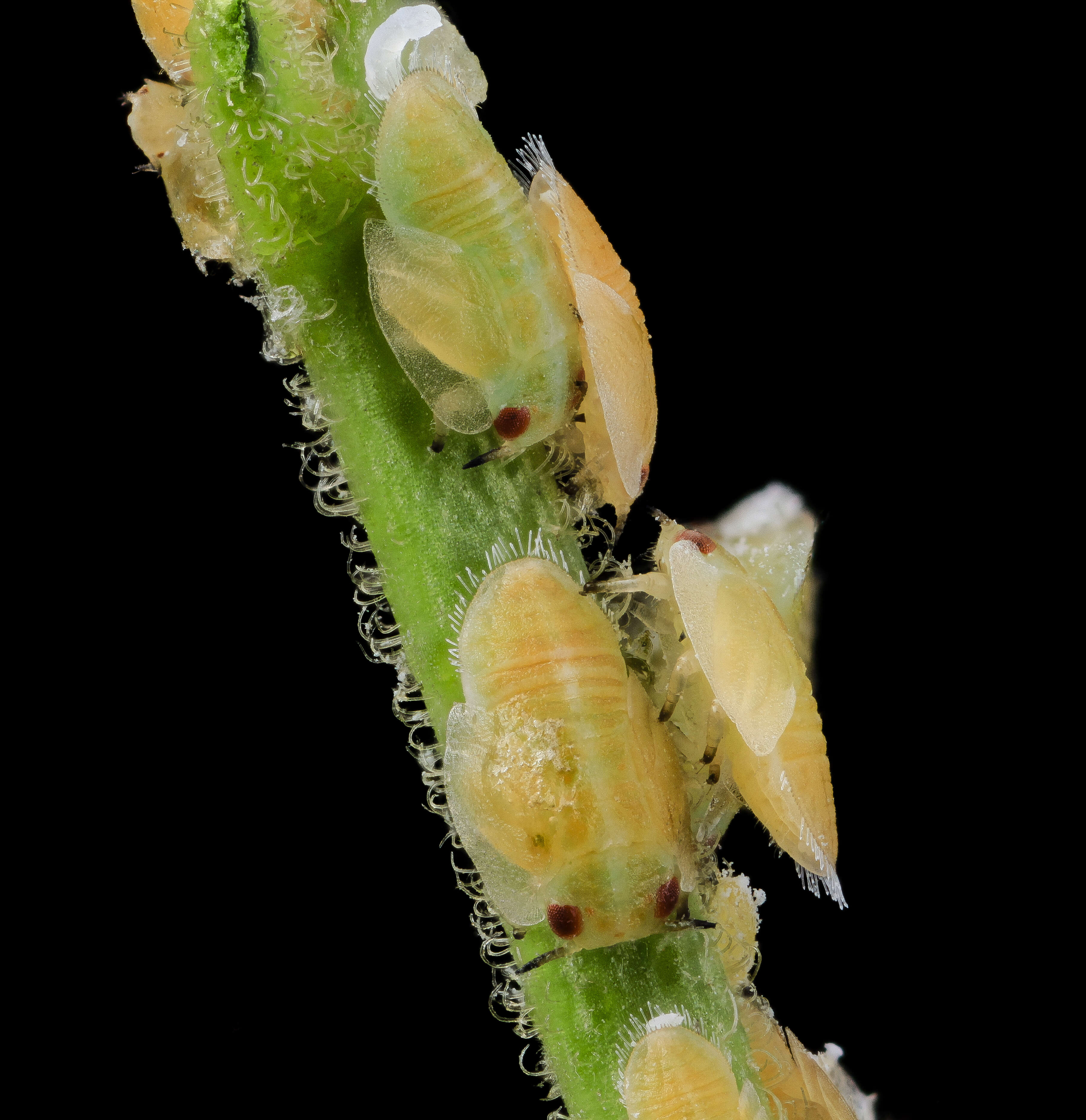 Image of Asian Citrus Psyllid