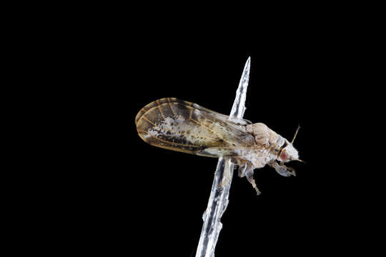 Image of Asian Citrus Psyllid