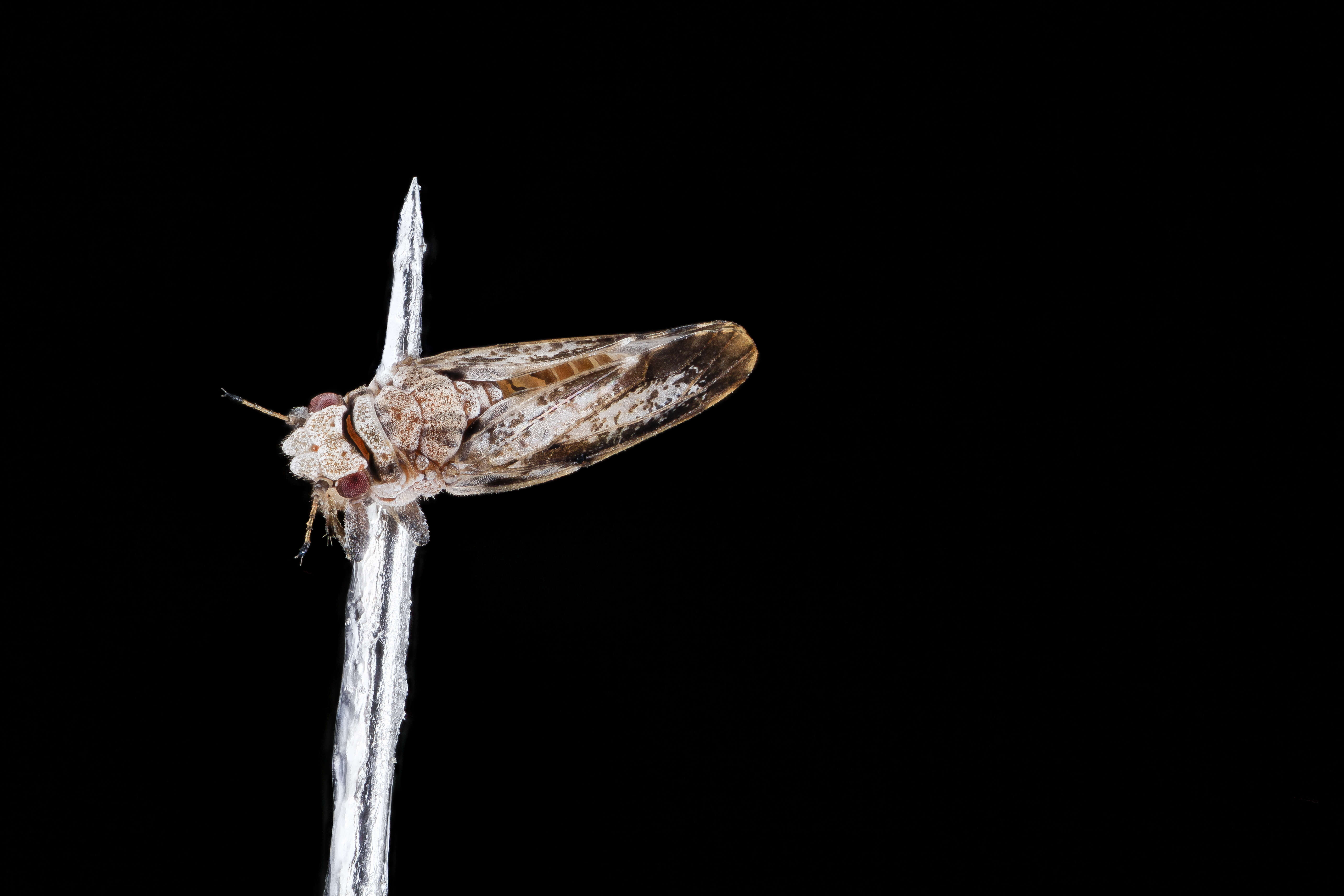 Image of Asian Citrus Psyllid