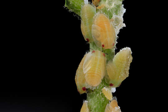 Image of Asian Citrus Psyllid