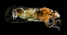 Image of Asian Citrus Psyllid