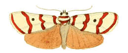 Image of Cyana puella (Drury 1773)