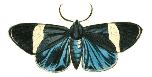 Image de Hypocrita pylotis Drury 1773