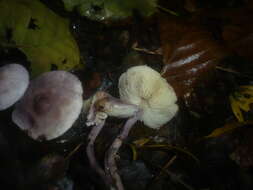 Image of Cystolepiota bucknallii (Berk. & Broome) Singer & Clémençon 1972