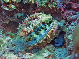 Image of Thorny oyster