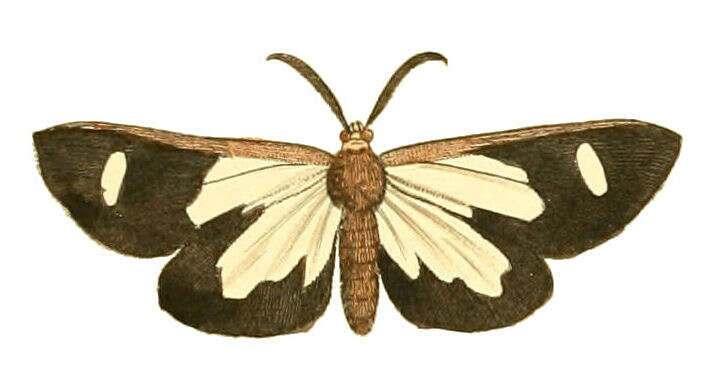 Image of Pitthea famula Drury 1773