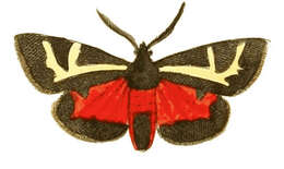 Image of Figured Tiger Moth