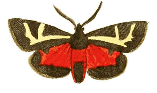 Image of Figured Tiger Moth