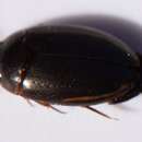 Image of Platambus astrictovittatus (Larson & Wolfe 1998)