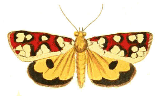 Image of Crameria amabilis Drury 1773