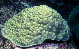 صورة Porites astreoides Lamarck 1816