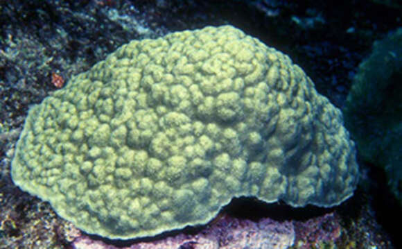 Image of Mustard Hill Coral