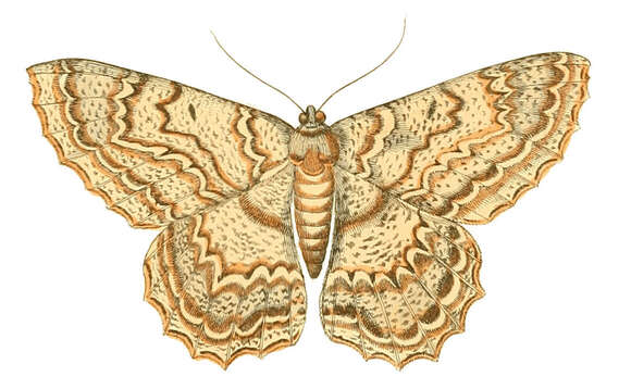 Image of Epimecis scolopaiae Drury 1773