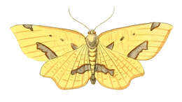 Image of Crocus Geometer Moth