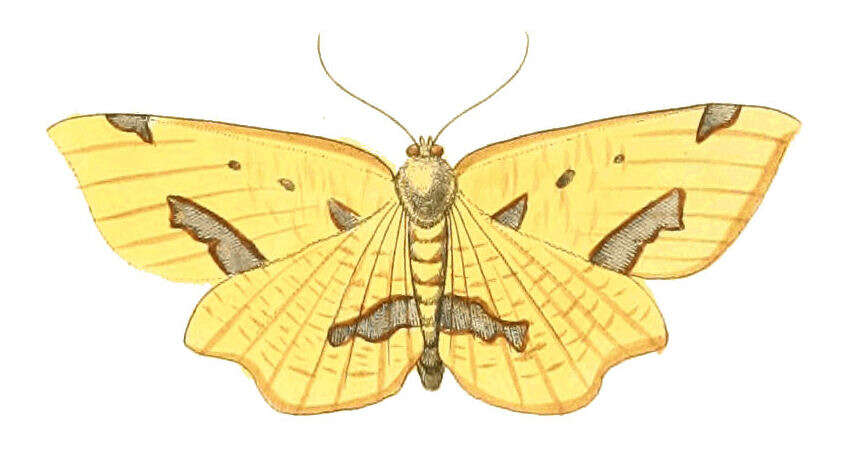 Image of Crocus Geometer Moth