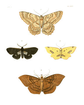 Image of Hemeroblemma opigena Drury 1773