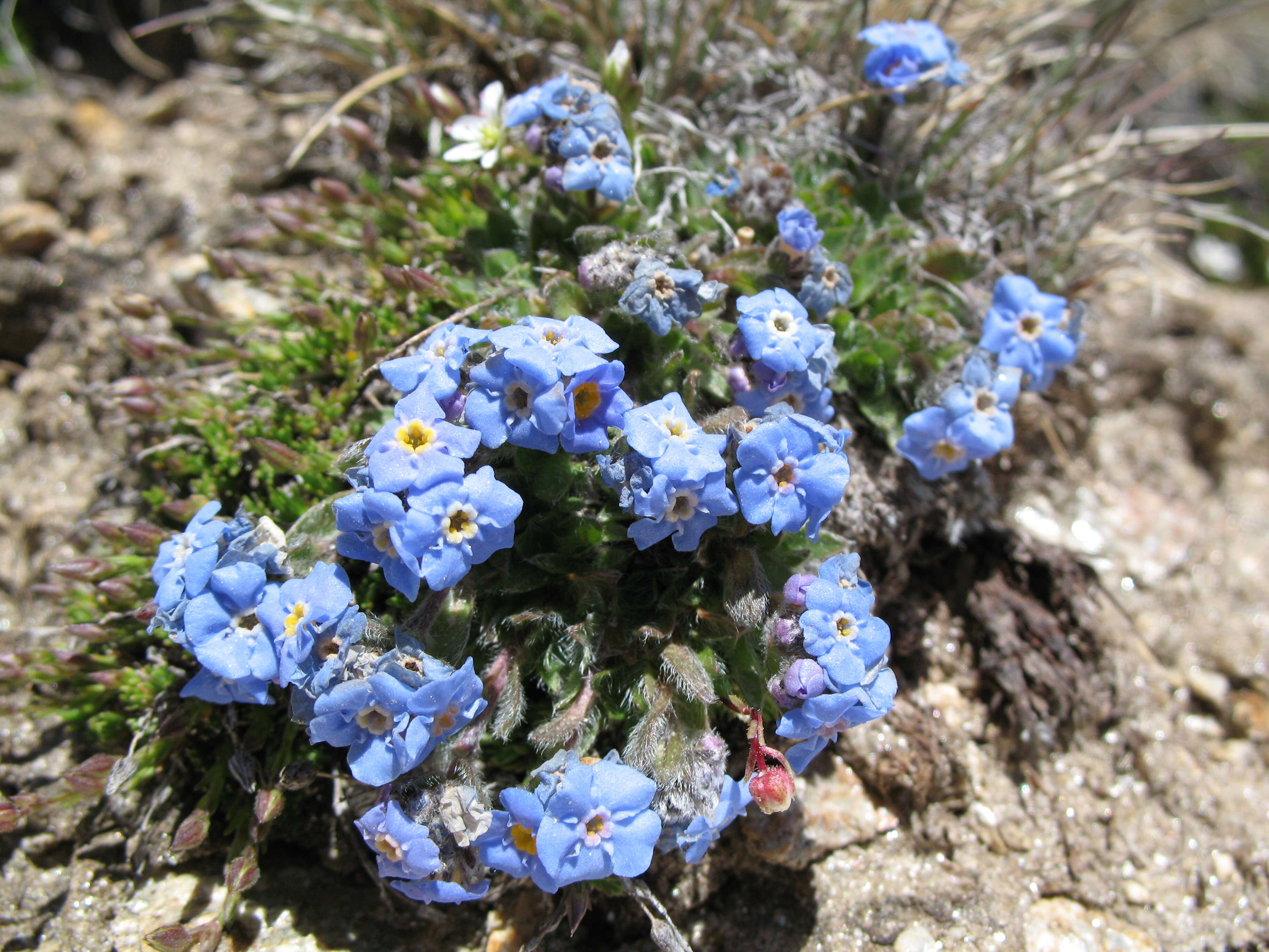 Imagem de Eritrichium nanum (L.) Gaudin