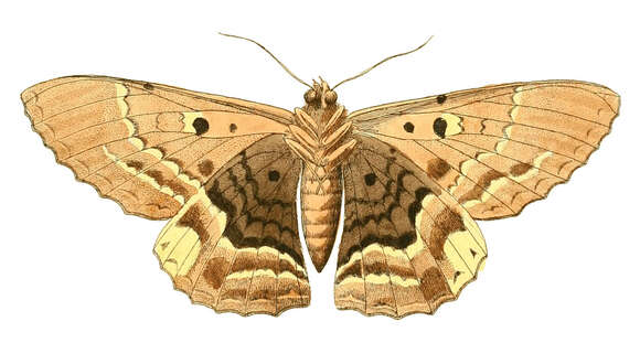 Image of Letis hercyna Drury 1773