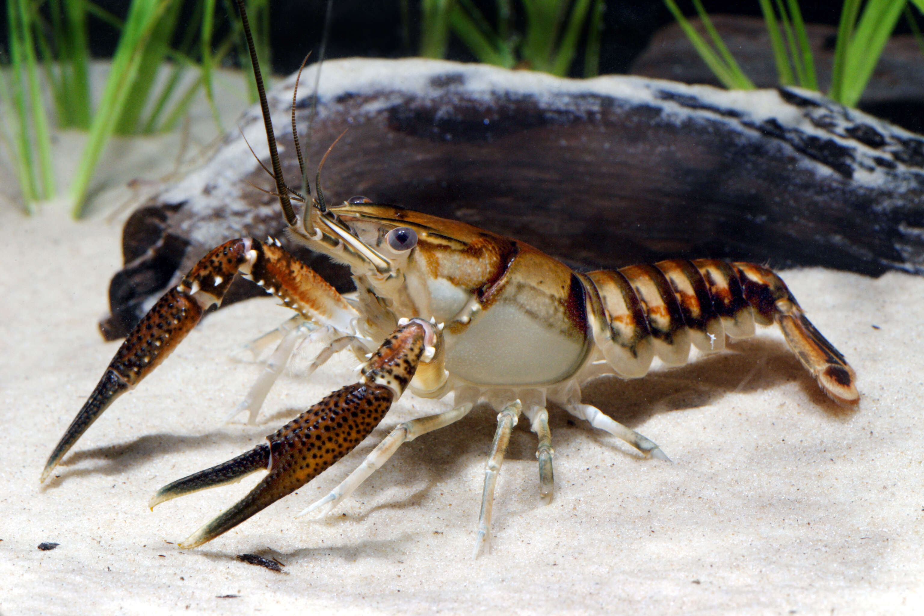 Image of Lagniappe Crayfish