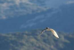 Image of American Barn Owl