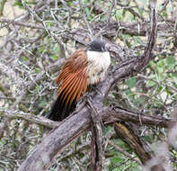 Image of Burchell's Coucal