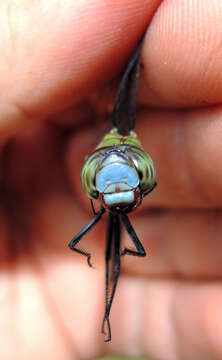 Image of Blue-faced Darner