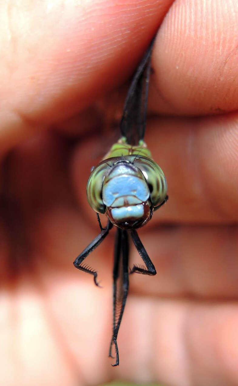 Image of Blue-faced Darner