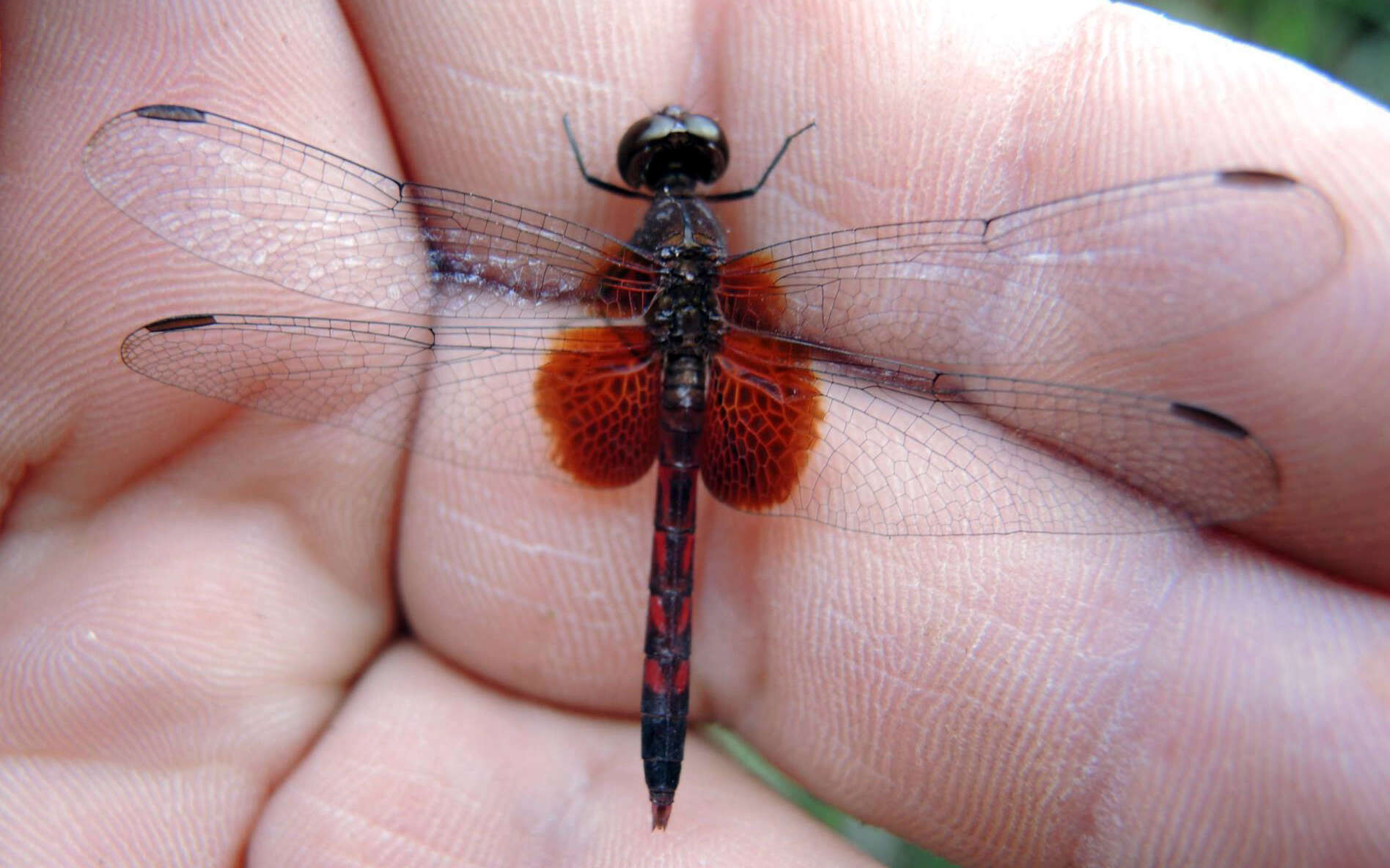 Image of Red-mantled Dragonlet