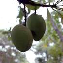 صورة Mangifera andamanica King