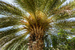 Image of Cretan Date Palm