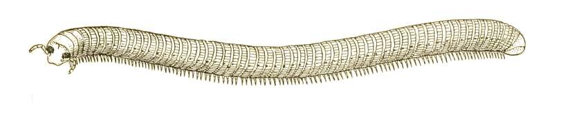 Image of Pachyiulus varius (Fabricius 1781)