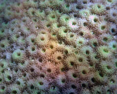 Image of Starflower coral