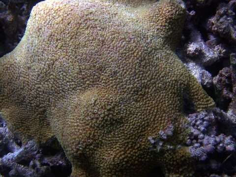 Image of Starflower coral