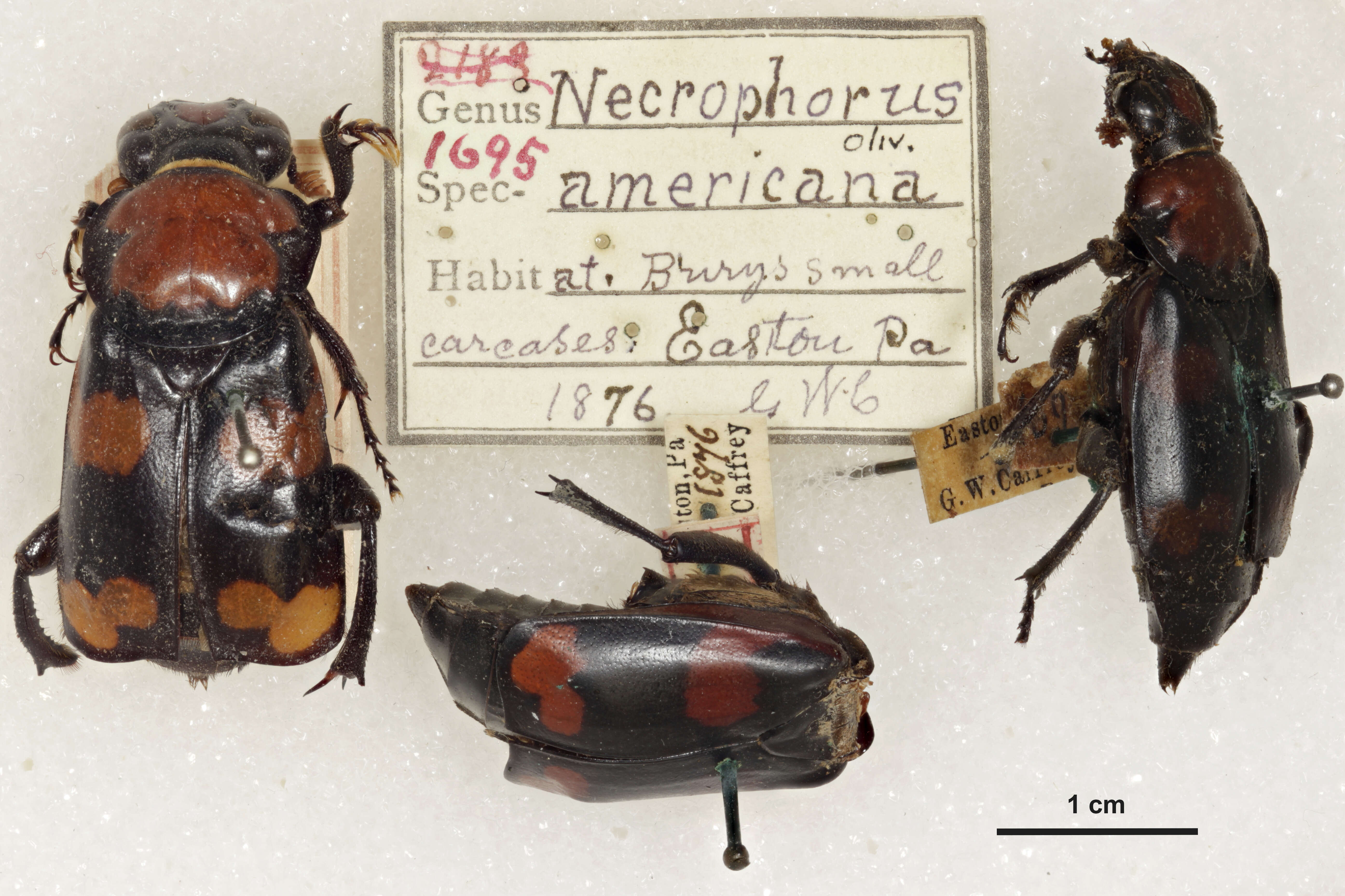 Image de Nicrophorus (Nicrophorus) americanus Olivier & A. G. 1790