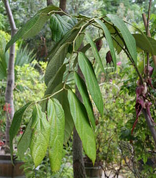 Image of Aristolochia tricaudata Lem.